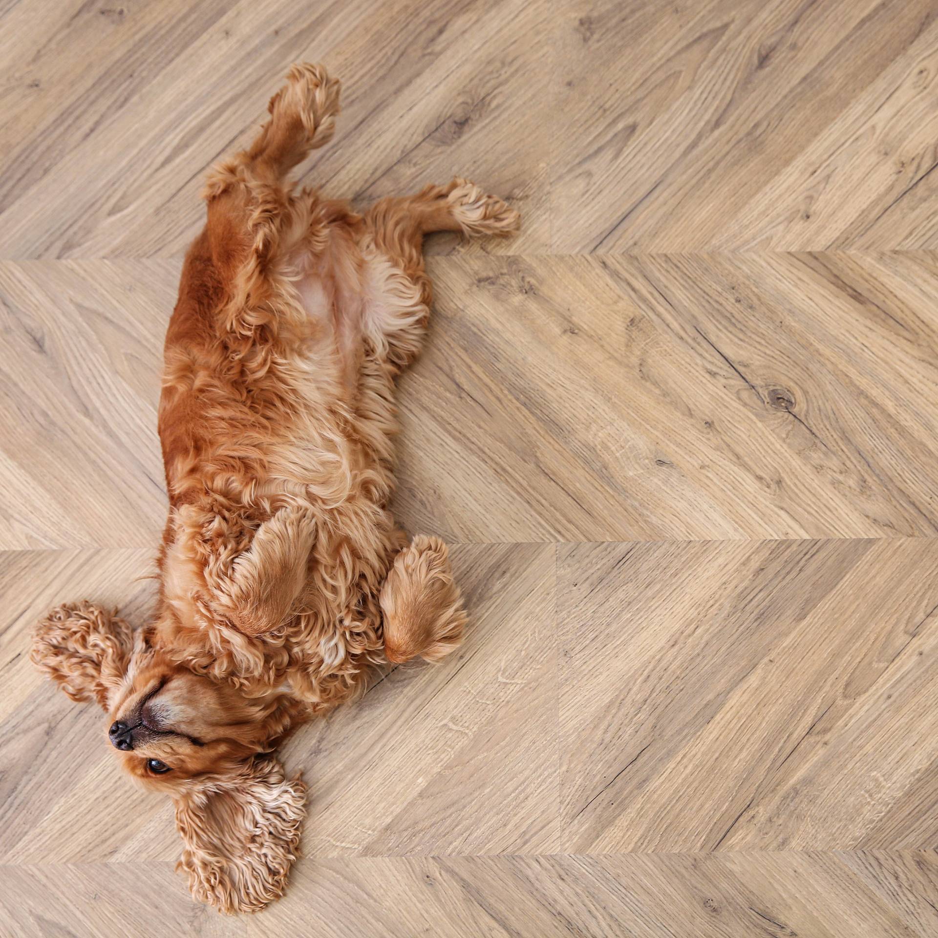 Hund liegt entspannt auf hellem Fischgrätparkett im Wohnraum