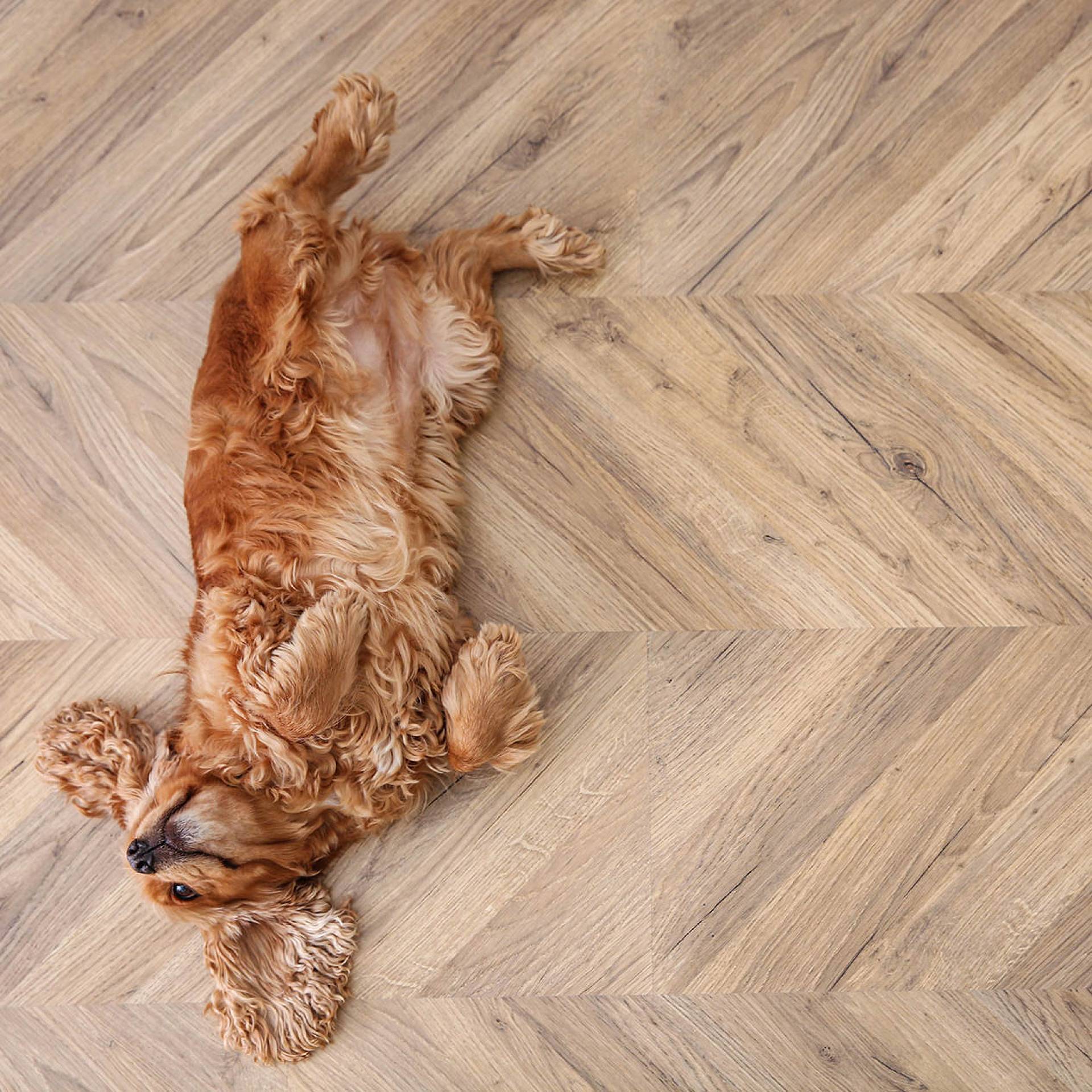 Hund liegt entspannt auf hellem Fischgrätparkett im Wohnraum